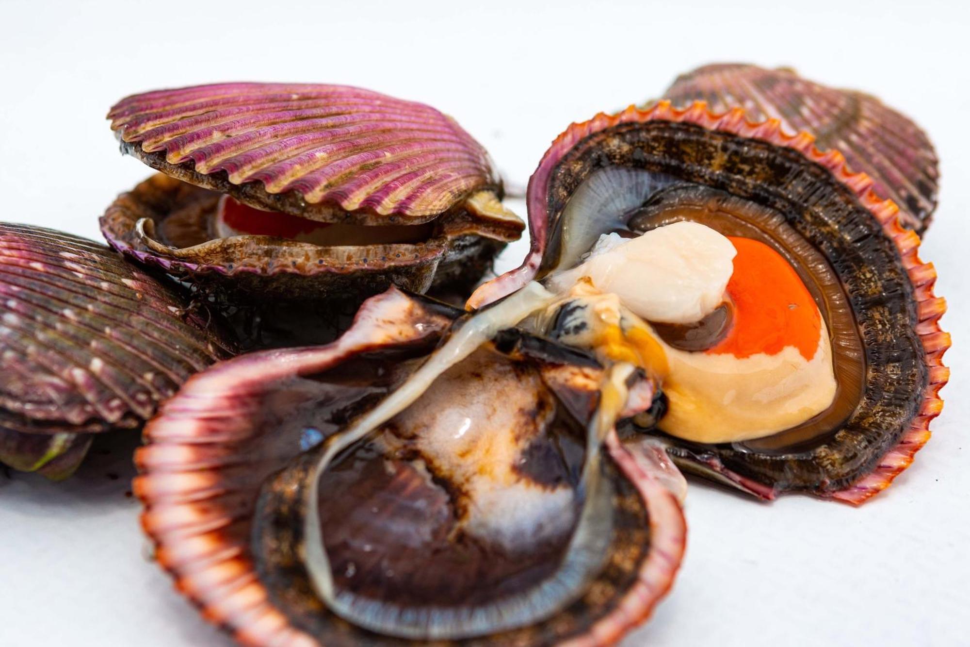 Hotel Paracas, A Luxury Collection Resort, פאראקאס מראה חיצוני תמונה Scallops